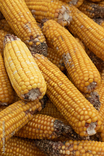 Autumn harvest of corn, close up of  whole dry sweet corn