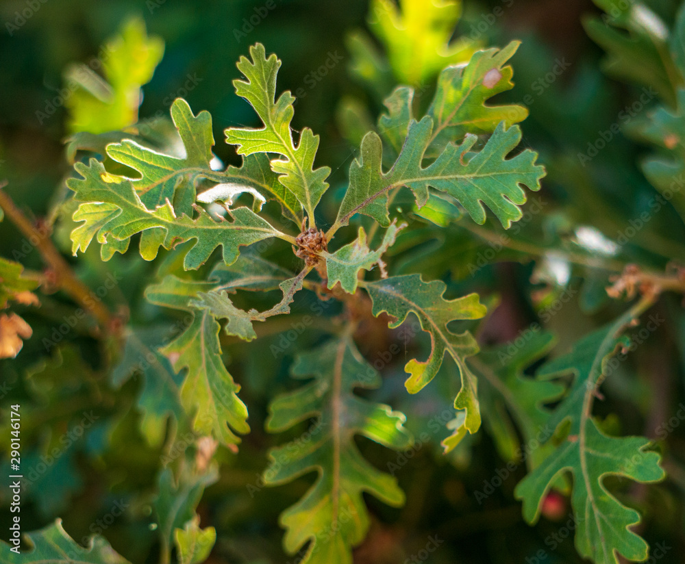 Fototapeta premium Valley oak leaf glow close up shot..