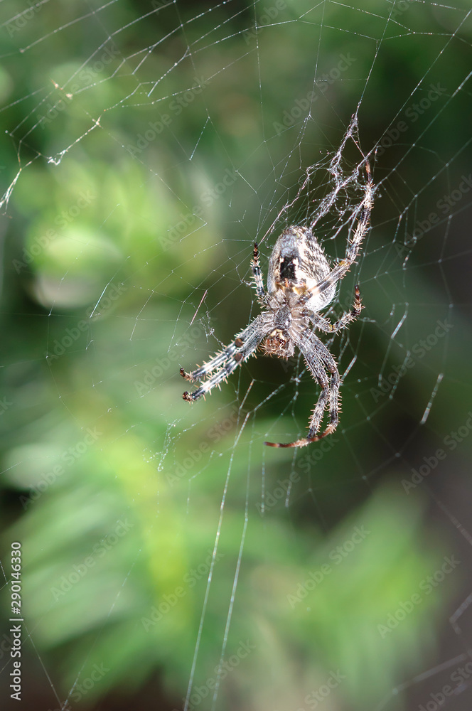 Spider on a web close up. Spider on a web close up.