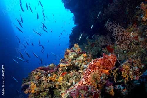 Red scorpionfish on a underwater sea cliffs