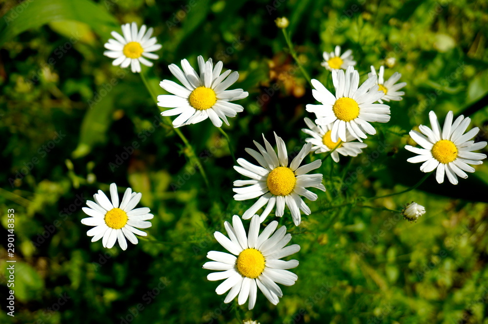Obraz premium Chamomile. A flower with white petals and a yellow center. Blurred green background.