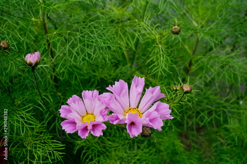  Cosmos bipinnatus  pink. A popular flower native to North America. Blurred background of green leaves.