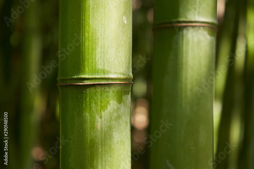 Detail close up of green bamboo trunks. Side sun light 