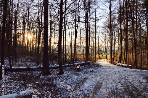 Sun shining in a forest right after snowing