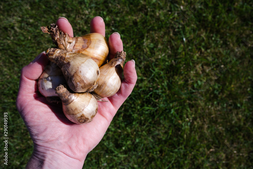 Narcissi blend bulbs in persons hand