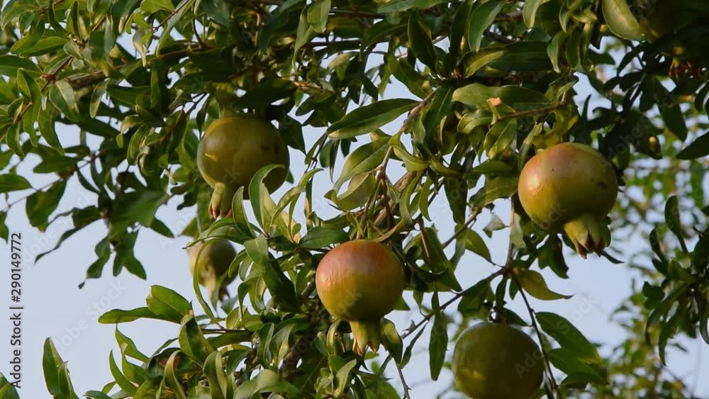 Pomegranate tree with ripe fruits. Raw organic antioxidant food Pomegranate tree with ripe fruits. Raw organic antioxidant food