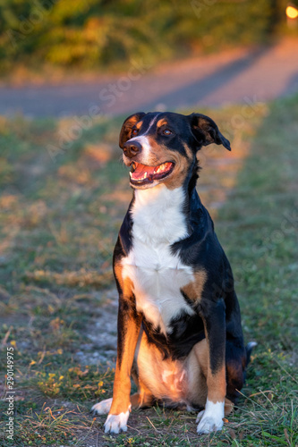 Portrait of appenzeller mountain dog, sitting on the summer field, natural light