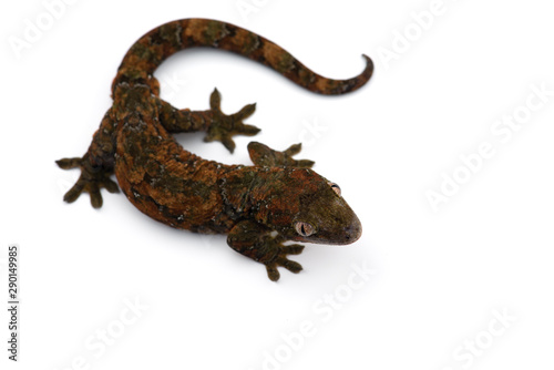 The mossy New Caledonian gecko isolated on white background