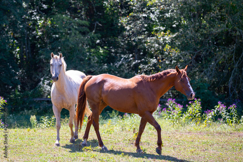Beautiful red and white horses on a farm in the field in North Carolina