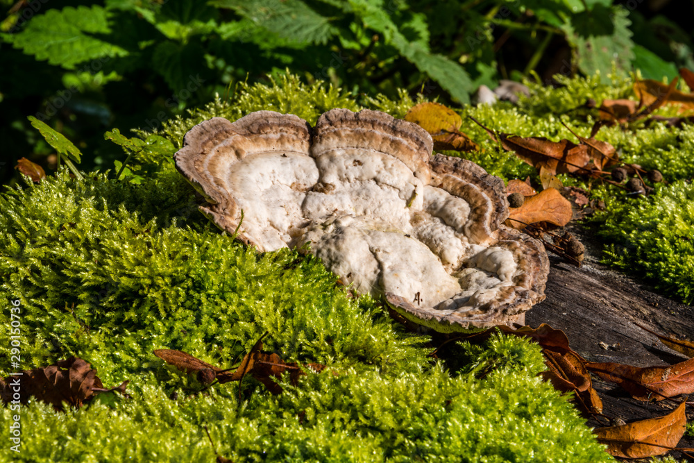 Obraz premium macro photograph close up of beautiful mushrooms in the woods in autumn
