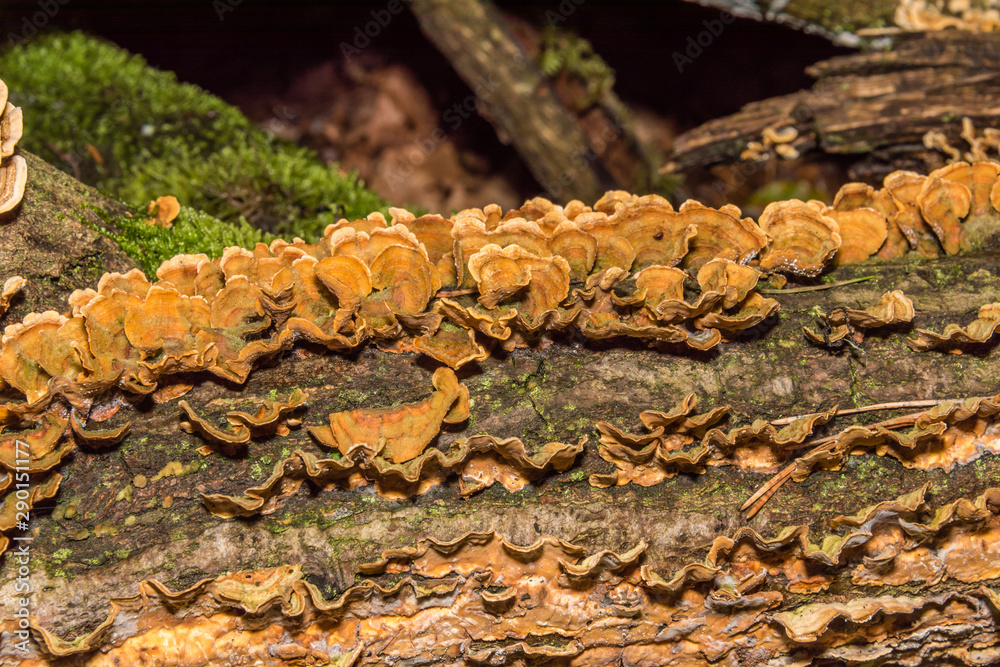 macro photograph close up of beautiful mushrooms in the woods in autumn macro photograph close up of beautiful mushrooms in the woods in autumn
