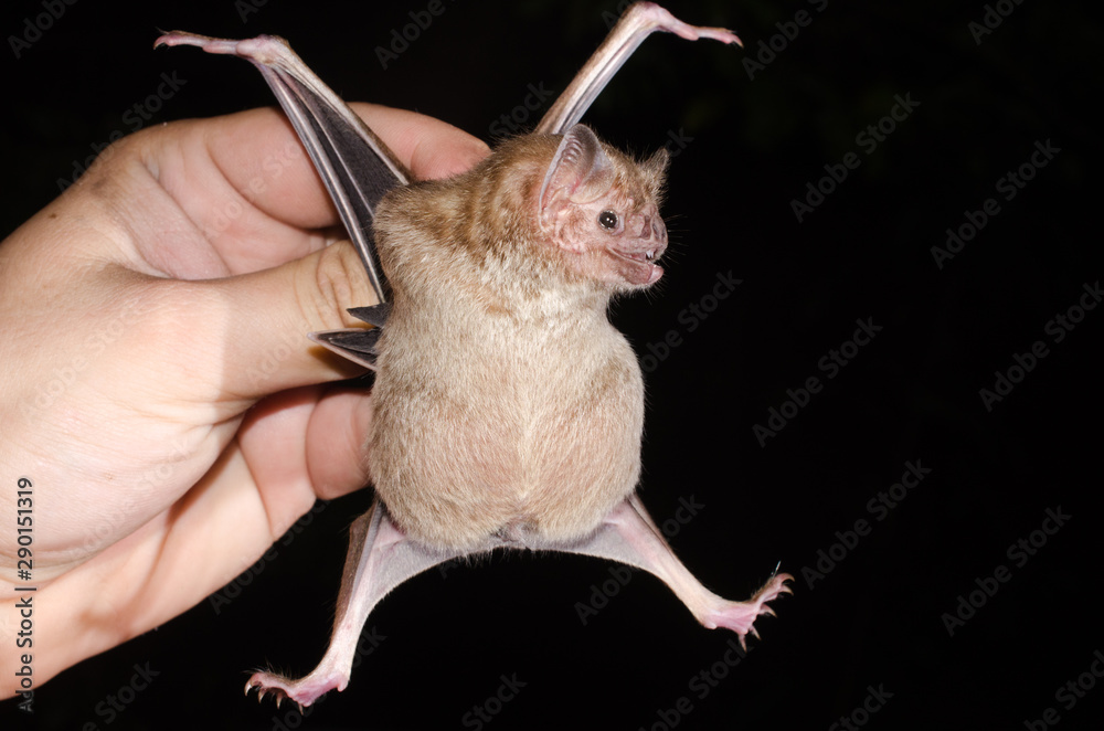 The common vampire bat (Desmodus rotundus) is a small, leafnosed bat