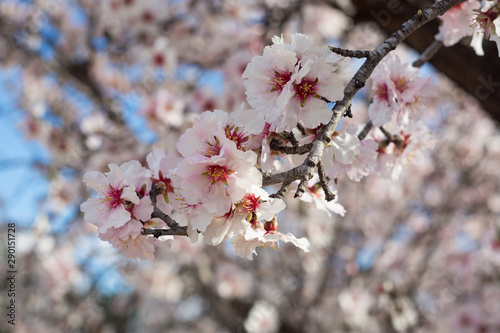 Almendros en flor. Flor de almendro