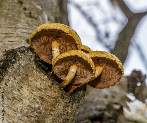 Photo by Rien Janssen (www.rienjanssen.com)
