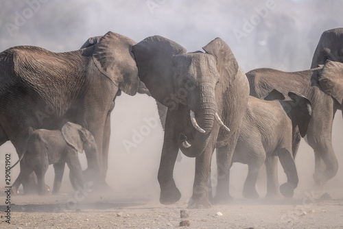 Young bull displaying his dominance amongst the herd, South Africa