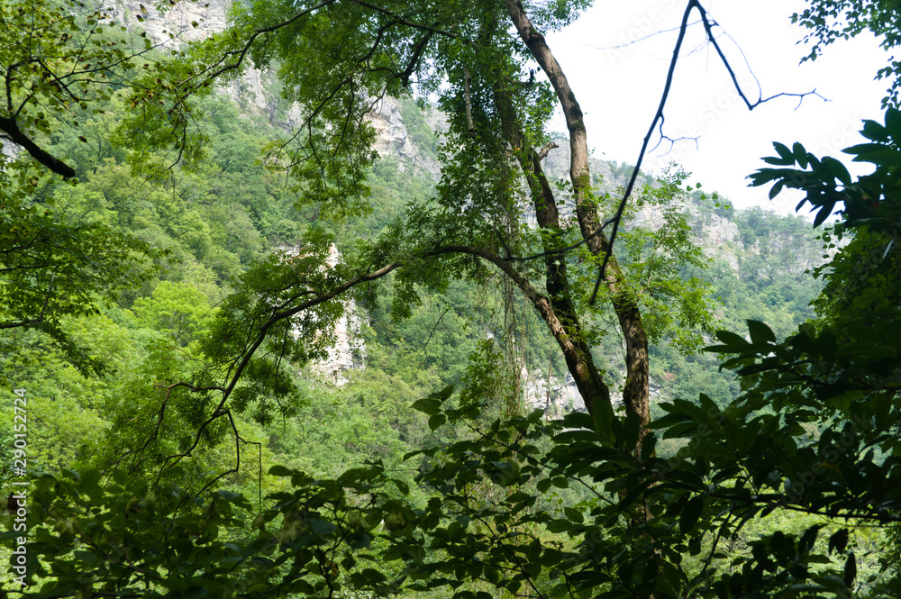 Naklejka premium moss on a tree in the forest, raw originals