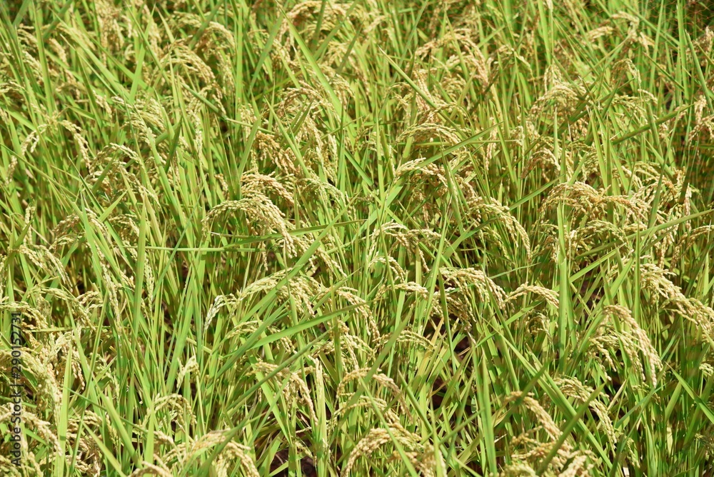 Rice cultivation / Japanese traditional farming and rice growth. Rice cultivation / Japanese traditional farming and rice growth.
