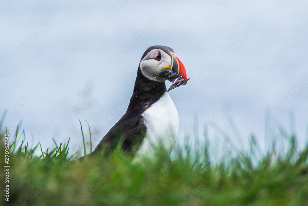 Fototapeta premium Close up/detailed portrait view of Arctic or Atlantic Puffin bird with orange beak full of small fish. Latrabjarg cliff, Westfjords, Iceland