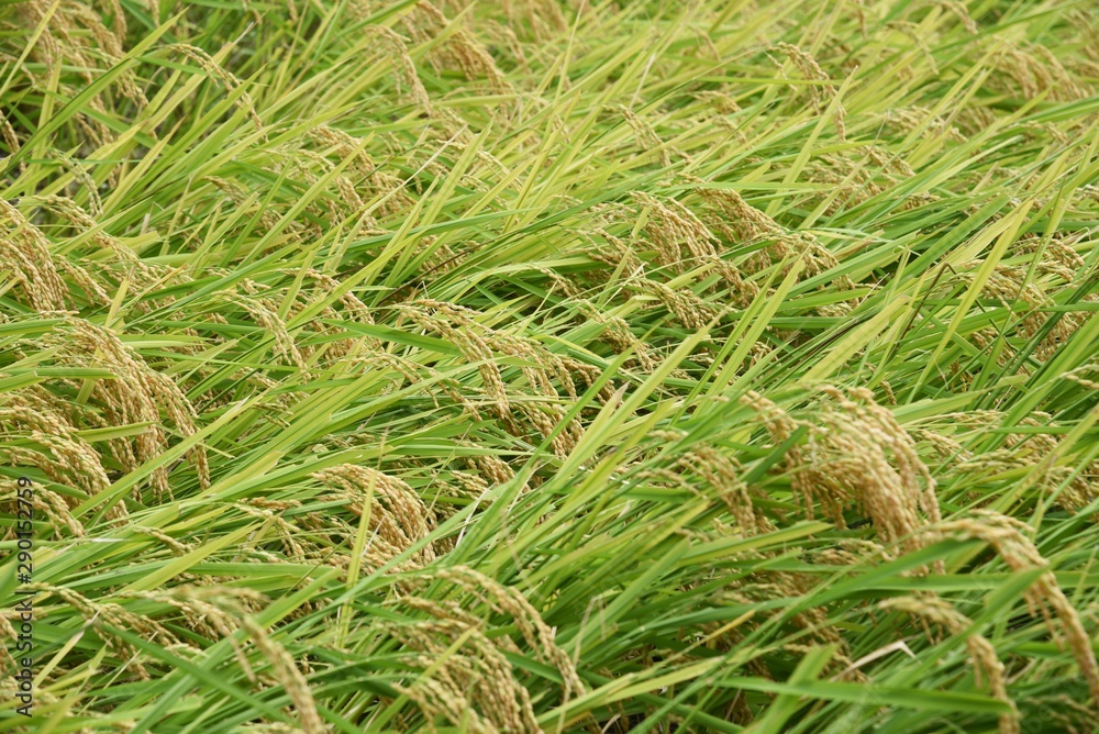 Rice cultivation / Japanese traditional farming and rice growth.