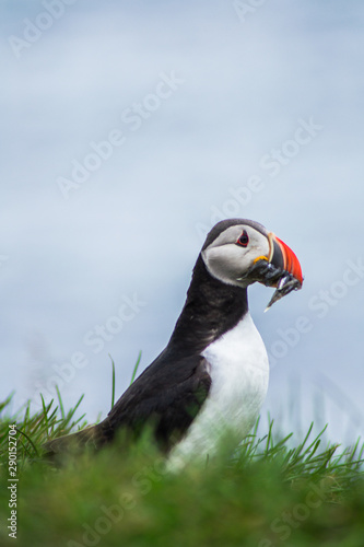 Close up/detailed portrait view of Arctic or Atlantic Puffin bird with orange beak full of small fish. Latrabjarg cliff, Westfjords, Iceland