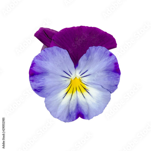 Viola tricolor, known as heartsease, heart's ease, heart's delight © Oksana
