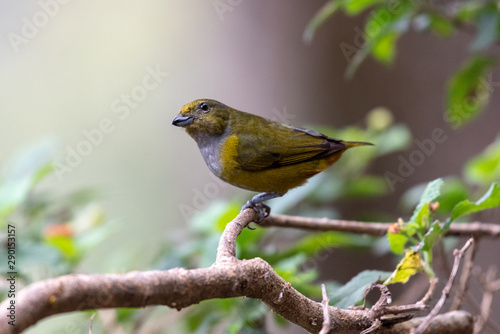 Colorful female Chestnut-bellied Euphonia (Euphonia pectoralis) in the natural habitat, sitting on a branch in the Atlantic Forest of Brazil.