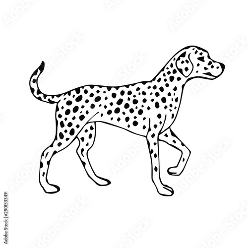 Vector hand drawn sketch Dalmatian dog isolated on white background