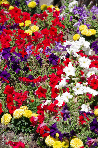 Close full frame view of a bed of a variety of colorful flowers