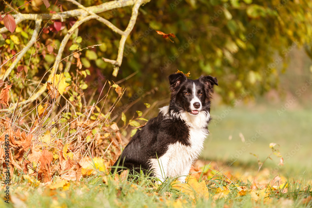 Schwarzweißer Border Collie imHerbstlaub Schwarzweißer Border Collie imHerbstlaub