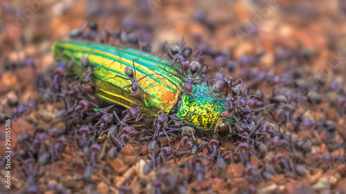 Colony of meat ants (Iridomyrmex purpureus) attacking a jewel beetle (Temognatha chevrolati), Australia
