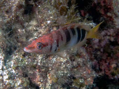 Painted Comber (Serranus scriba)