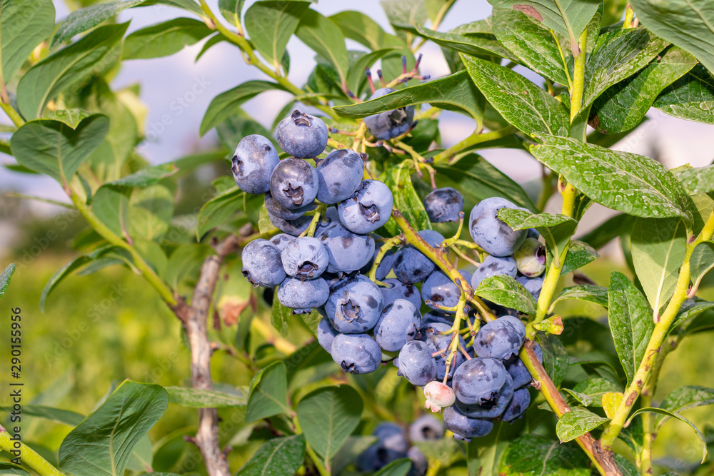 bunch of blueberry berries close-up on a green bush macro. Gardening concept bunch of blueberry berries close-up on a green bush macro. Gardening concept