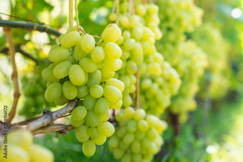 bunch of white grapes close-up macro. Autumn harvest concept in industrial garden. bunch of white grapes close-up macro. Autumn harvest concept in industrial garden.