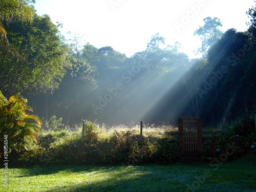 Sun rays in the misty of early morning. Green vegetation, forest in the background.