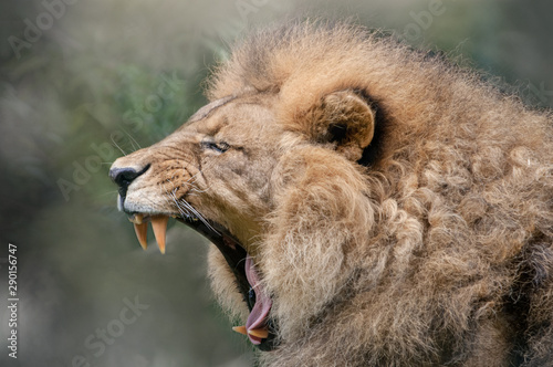 Portrait of yawning male lion