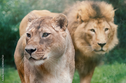 Portrait of two lions looking around