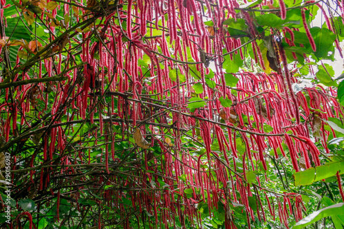 Flowering Chenile plant - Acalypha hispida - in the Diamond Botanical Gardens, St Lucia photo