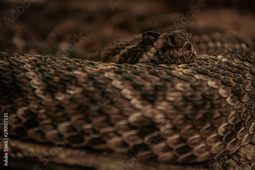 Rattlesnake