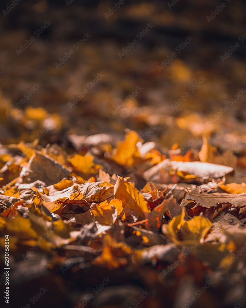 Fall landscape with leaves on the ground Fall landscape with leaves on the ground