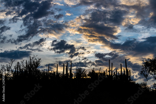 sunset cactus