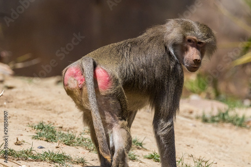 baboon