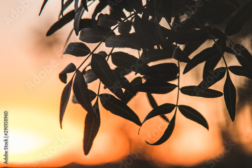 sunset leaves