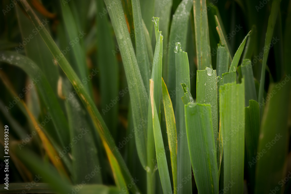 Fototapeta premium Oat Grass for Cattle Feed
