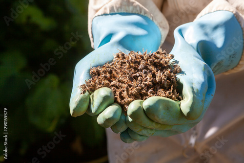 Apiculture - mortalité des abeille - Apiculteur équipé de gants bleu tenant des abeilles mortes dans ses mains photo