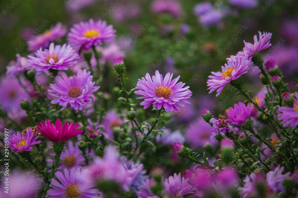 Flowers before autumn nightfall Flowers before autumn nightfall