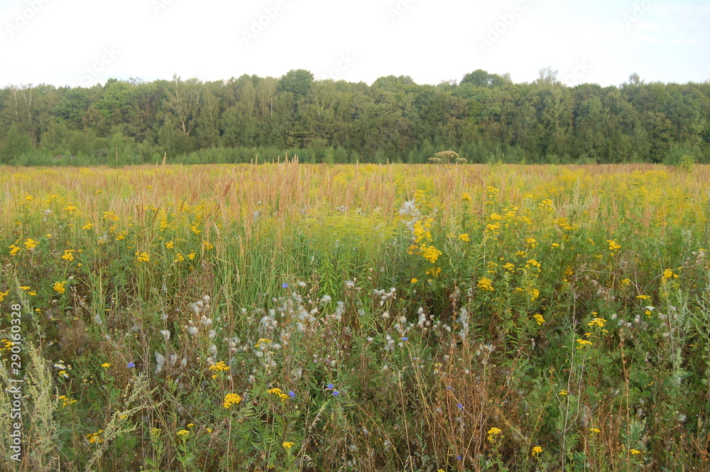 Obraz premium Russian field