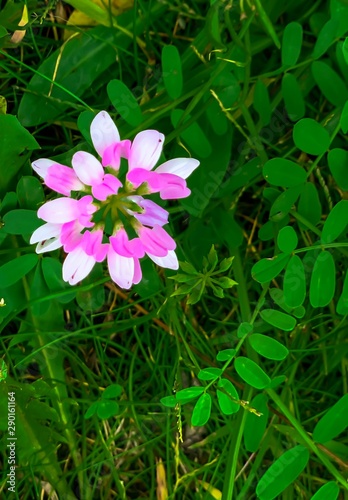 pink and white flower