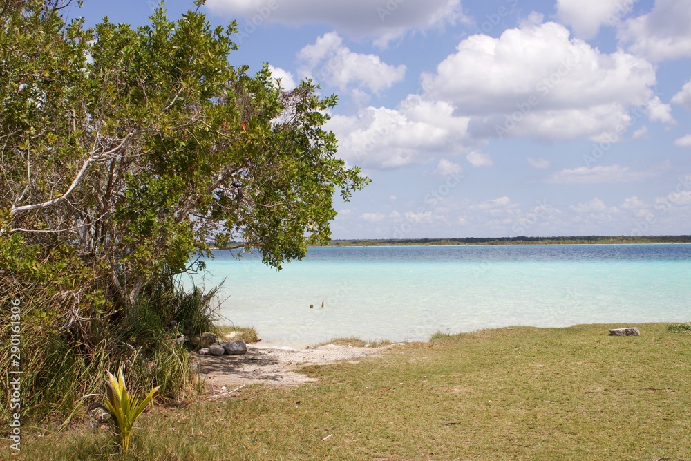 Arbol en laguna azul en caribe en verano