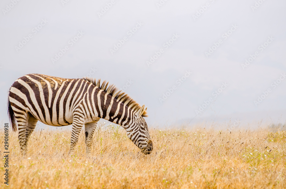 Zebra grazing in California off Highway 1 on a hazy morning. Zebra grazing in California off Highway 1 on a hazy morning.