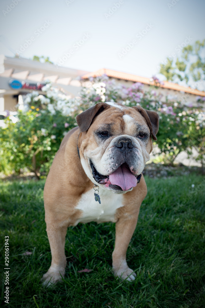 Smiling bulldog standing on a patch of grass in front of flowering bushes.